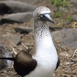 Blue-footed booby Isla Espanola, Galapagos Islands, Ecuador, South America