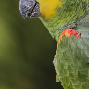 Blue fronted Amazon parrot, native to South America