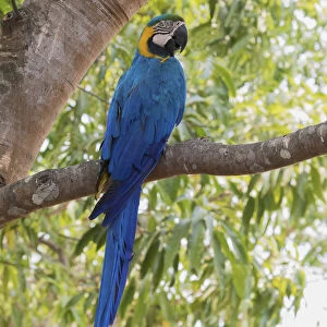 Blue and Gold Macaw, roosting in the shade