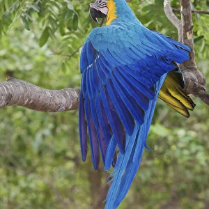 Blue and Gold Macaw stretching wing
