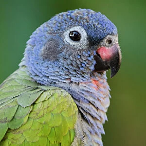 Blue-headed Parrot (Pionus menstruus), CAPTIVE, Amazon Rainforest, ECUADOR. South America