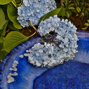 Blue hydrangea falling into blue bird bath, Sammamish, Washington State