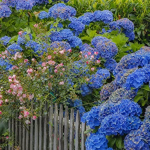 Blue hydrangea and Rose bush along fence gardens of Cannon Beach, Oregon