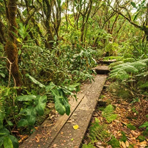 Boardwalk on the Alakai Swamp Trail, Kokee State Park, Kauai, Hawaii, USA