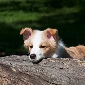 A Border Collie puppy looking over a log