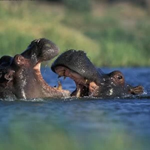 Botswana, Moremi Game Reserve, Hippopotami (Hippopotamus amphibius) fight by Khwai River