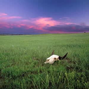 Buffalo Skull in Prairie Grass near Medora North Dakota