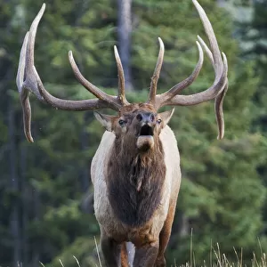 Bugling bull elk
