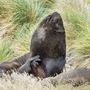 Bull and female South American sea lion in tussock belt, Falkland Islands