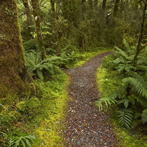 Bush walk, Pleasant Flat, Hst Pass, Mt. Aspiring National Park, West Coast, South Island