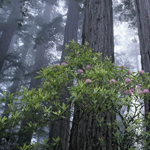 CA, Del Norte Coast Redwoods SP, Wild Rhododendrons with Coast Redwoods