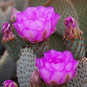 CA, Joshua Tree NP, flowering Beavertail cactus