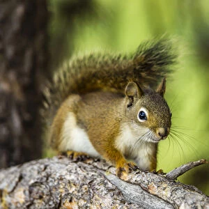 Campground Critter. Red Tree Squirrel Posing on Branch in Flagg Ranch Wyoming