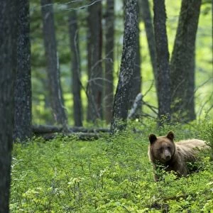 Canada, Alberta, Waterton Lakes National Park. Brown bear wandering in forest. (Not
