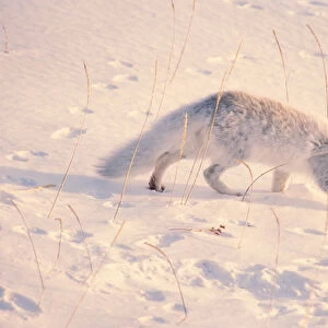 Canada, Manitoba, Churchill. Arctic fox on snow (Wild, Alopex lagopus)
