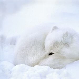 Canada, Manitoba, Churchill. Artic fox with open black eye rests in a snowdrift
