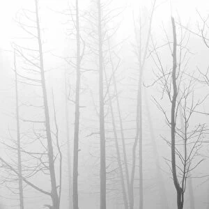 Canada, Manitoba, Whiteshell Provincial Park. Black and white of trees in fog. Credit as