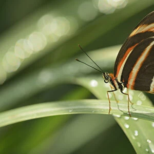 Canada, Manitoba, Winnipeg, Assiniboine Park. Butterfly close-up in. garden. Credit as