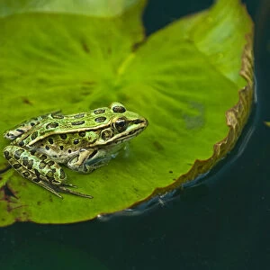 Canada, Manitoba, Winnipeg. Northern leopard frog on lily pad in pond