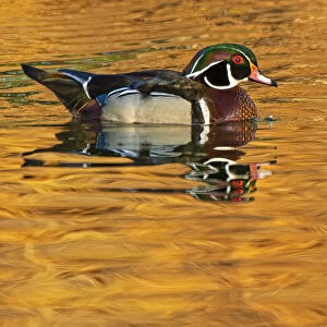 Canada, Manitoba, Winnipeg. Wood duck male in water