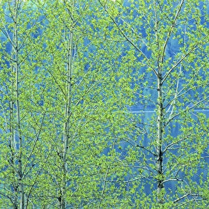 Canada, Ontario, Simon Lake Park Conservation Area. Trembling aspen foliage in spring
