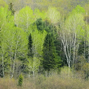 Canada, Ontario, Utterson. Trees at edge of forest in spring