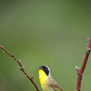 Canada, Quebec, Mount St-Bruno Conservation Park. Common yellowthroat singing. Credit as