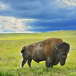 Canada, Saskatchewan, Grasslands National Park. Plains bison in grasslands. Credit as