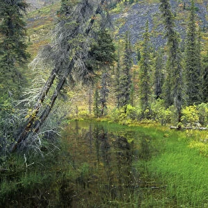 Canada, Yukon. Forest wetland. Credit as: Mike Grandmaison / Jaynes Gallery / DanitaDelimont