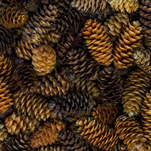 Canada, Yukon Territory, Kluane National Park. Close-up of spruce cones. Credit as