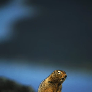Canada, Yukon Territory, Kluane National Park And Reserve, Arctic ground squirrel