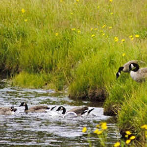 Canadian Goose Family, Yellowstone National Park, WY, USA