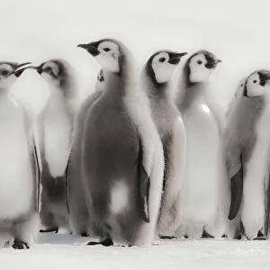Penguins Glass Coaster Collection: Little Penguin