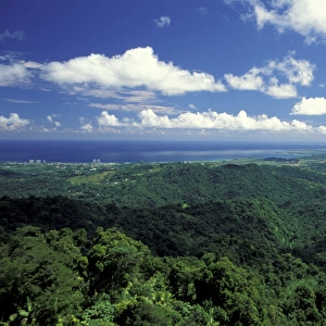 Caribbean, USA, Puerto Rico. Rainforest canopy