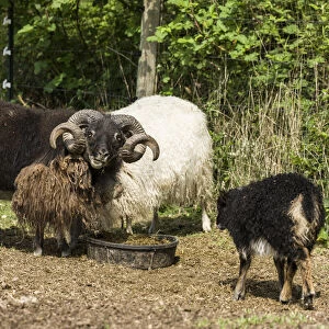 Carnation, Washington State, USA. Icelandic heritage breed of sheep bred for meat