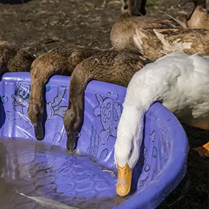 Carnation, Washington State, USA. Pekin and Khaki Campbell ducks drinking from a wading pool