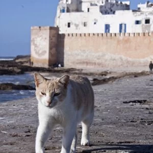 Cat on seawall, Essaouira, Morocco