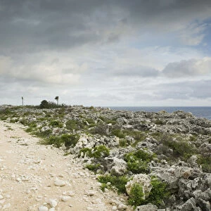 CAYMAN ISLANDS - CAYMAN BRAC - NE Point: Hiking Trail atop The Bluff