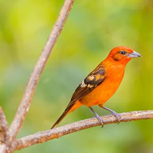 Cardinals And Grosbeaks Jigsaw Puzzle Collection: Flame Colored Tanager