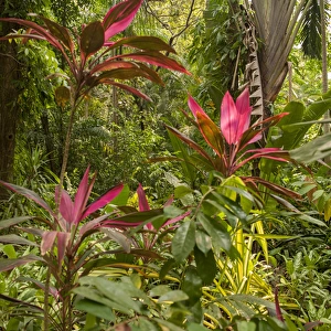 Central America, Honduras, Roatan, Carambola Botanical Gardens, Ti plant, Cordyline
