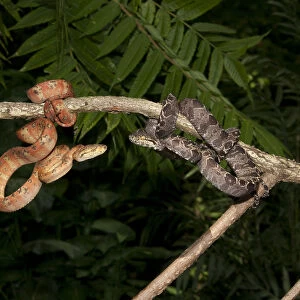 Central PA, USA, Amazon Tree Boa, Corallus hortulanus, southern Central American