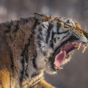 China, Harbin, Siberian Tiger Park. Siberian tiger yawning