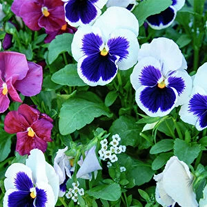Close up of Pansies, Ouray, Colorado, USA