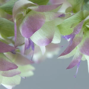 Close-up of ornamental oregano flowers. Credit as: Don Paulson / Jaynes Gallery / DanitaDelimont