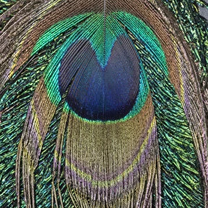 Close-up of peacock tail feather