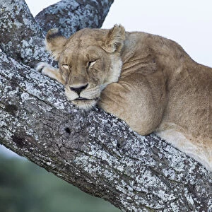Close up view of female lion sleeping in acaia tree in jungle, Ngorongoro Conservation Area