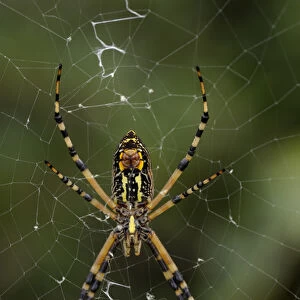 Closeup of the two palps (feelers) on the Female Black and Yellow Argiope, Argiope aurantia