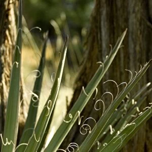 Colorado, Mesa Verde National Park. Yucca plant (agave family) fiber detail. Used
