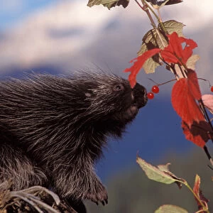 common porcupine, Erethizon dorsatum, eating Alaskan high brush cranberries in the