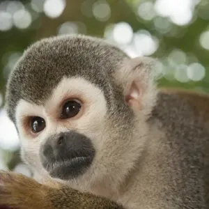 Amazon Rainforest Print: Common Squirrel Monkey